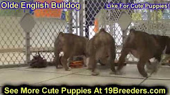 Olde English Bulldog, Puppies, Dogs, For Sale, In Chicago, Illinois, IL, 19Breeders, Rockford