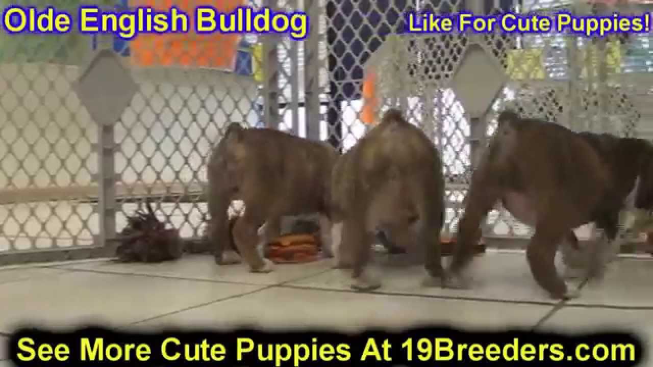 Olde English Bulldog, Puppies, Dogs, For Sale, In Chicago ...