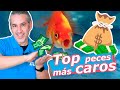 Top 6  los peces ms caros de la historia 