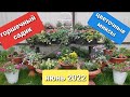Мой горшечный садик/ Цветочные миксы/ 19 июня 2022 г. Подмосковье