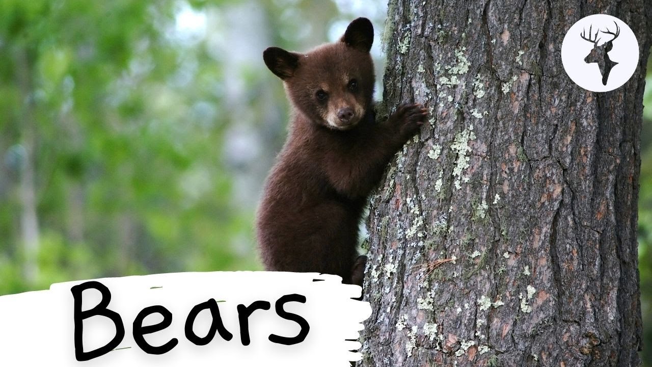Learn Fun Facts about Bears! | Educational Classroom Learning Video ...