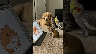 Cartoon Hamster Captivates These Four Furry Friends 🐾📺😄