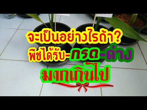 จะเป็นอย่างไรถ้าต้นพืชได้รับความเป็นกรดด่างมากเกินไป