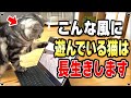 ずっと健康で長生きする猫の特徴 "5選"