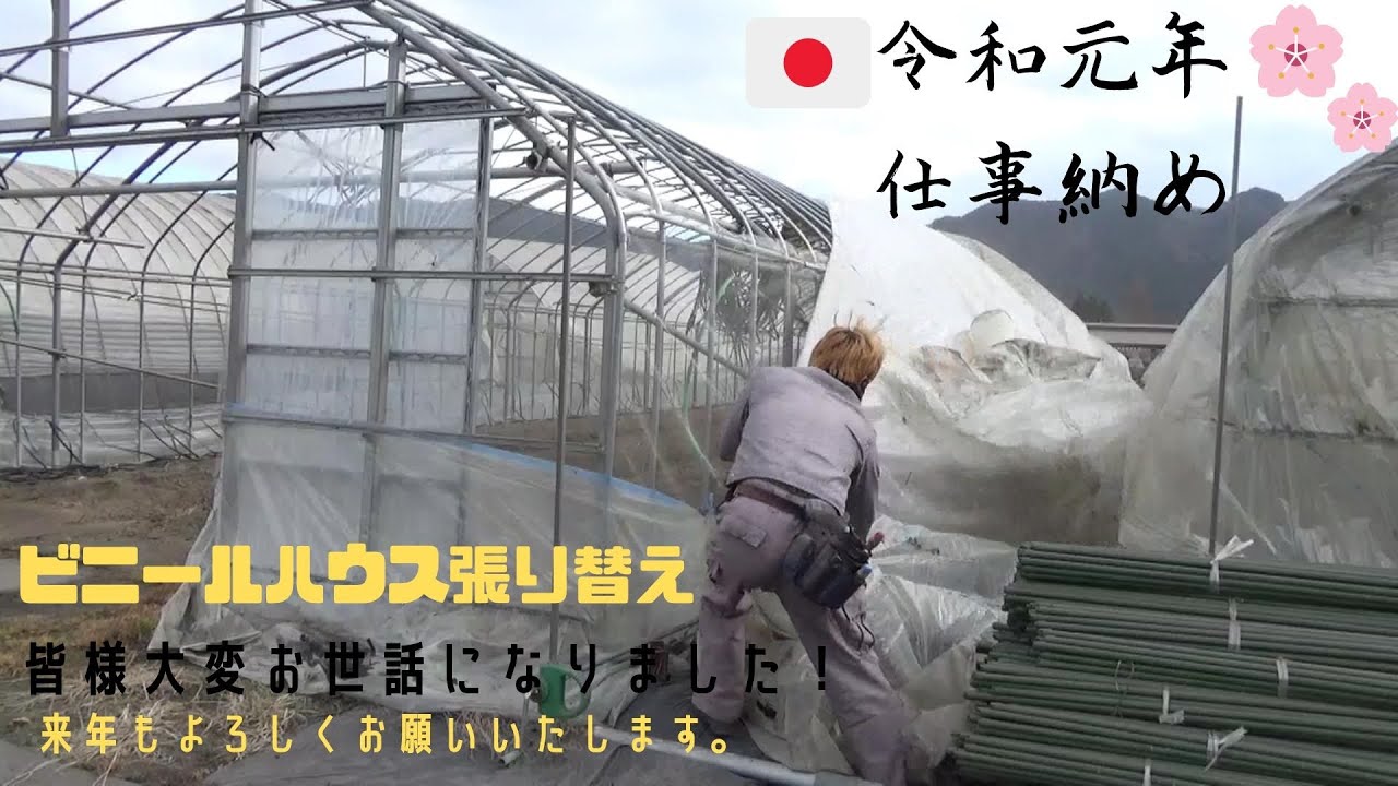 新規打切り中　ビニールハウス Re-upholstering greenhouses] Last day of work! Thank you to