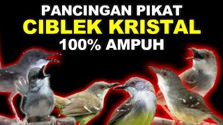 SUARA PANCINGAN PIKAT BURUNG CIBLEK KRISTAL