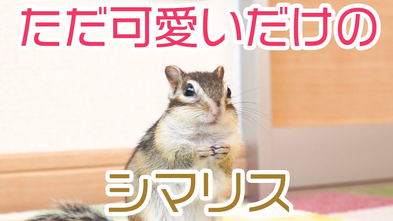 可愛いの暴力 ヒマワリの種に目がないシマリスモモさん Very Cute Chipmunk Eating Seed Youtube