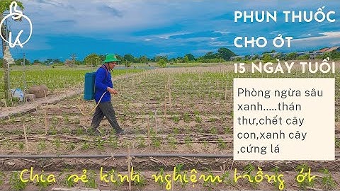 PHUN THUỐC CHO ỚT 15 NGÀY TUỔI