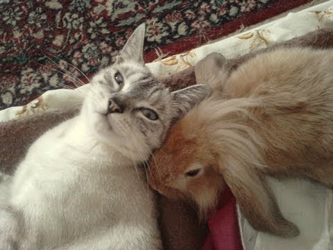 Cat and rabbit love - YouTube