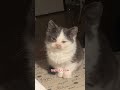 Женщина спасла маленького котёнка на улице. Удивительная история спасения #shorts