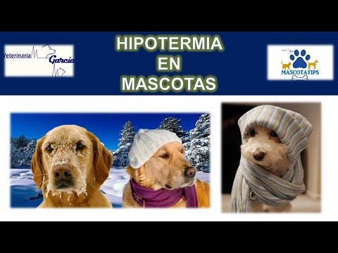 Wideo: Hipotermia U Psów