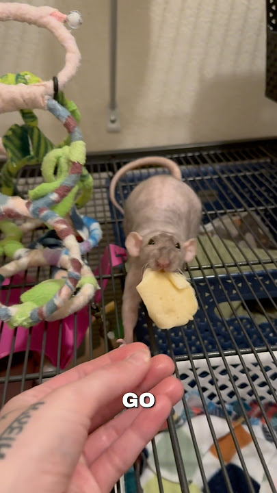 Giving rats pancakes 🥞