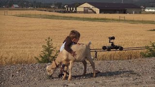 Eclipse Rover long Slider Shots of Goats
