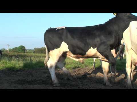New Sweeper Holstein - Friesain Bull from Moscow