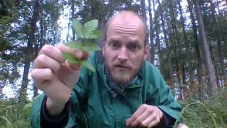 The silent revolution - Meadowsweet, Älggräs, Filipendula ulmaria