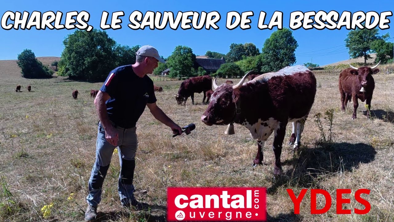 LA BESSARDE sauvée grâce à l'élevage Charles Chaumeil à Jouannes de Ydes dans le Cantal