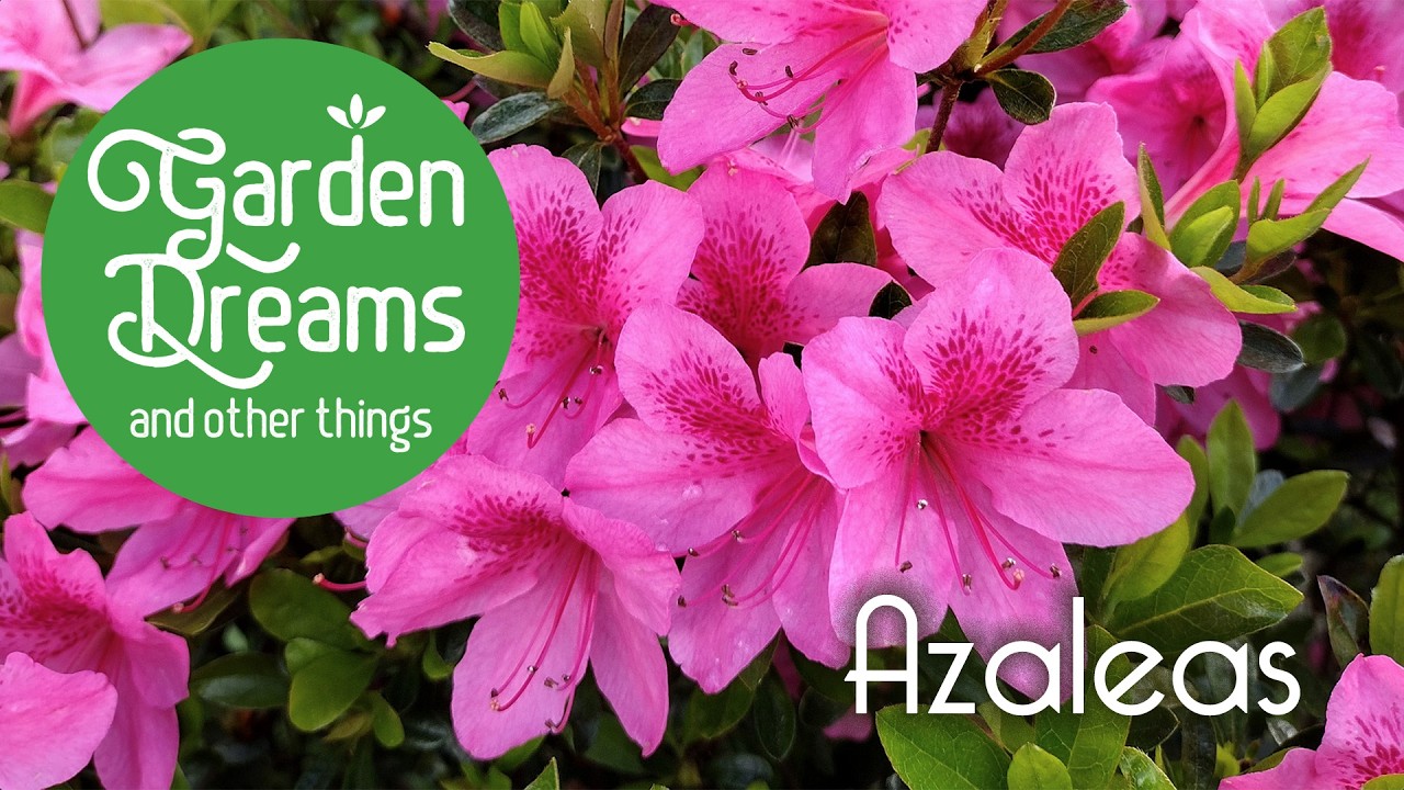 Azaleas in the Spring Garden - YouTube
