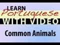 Learn Brazilian Portuguese with Video - Common Animals