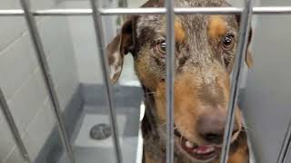 acs A661892