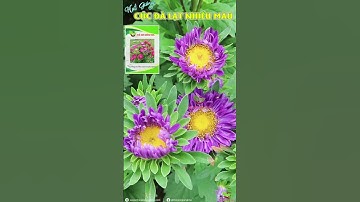 CÚC KEN - CÚC 7 MÀU - CÚC MAGIC - CÚC ĐÀ LẠT  #cuc7mau #cucdalatnhieumau #cucdalat #cucnapken