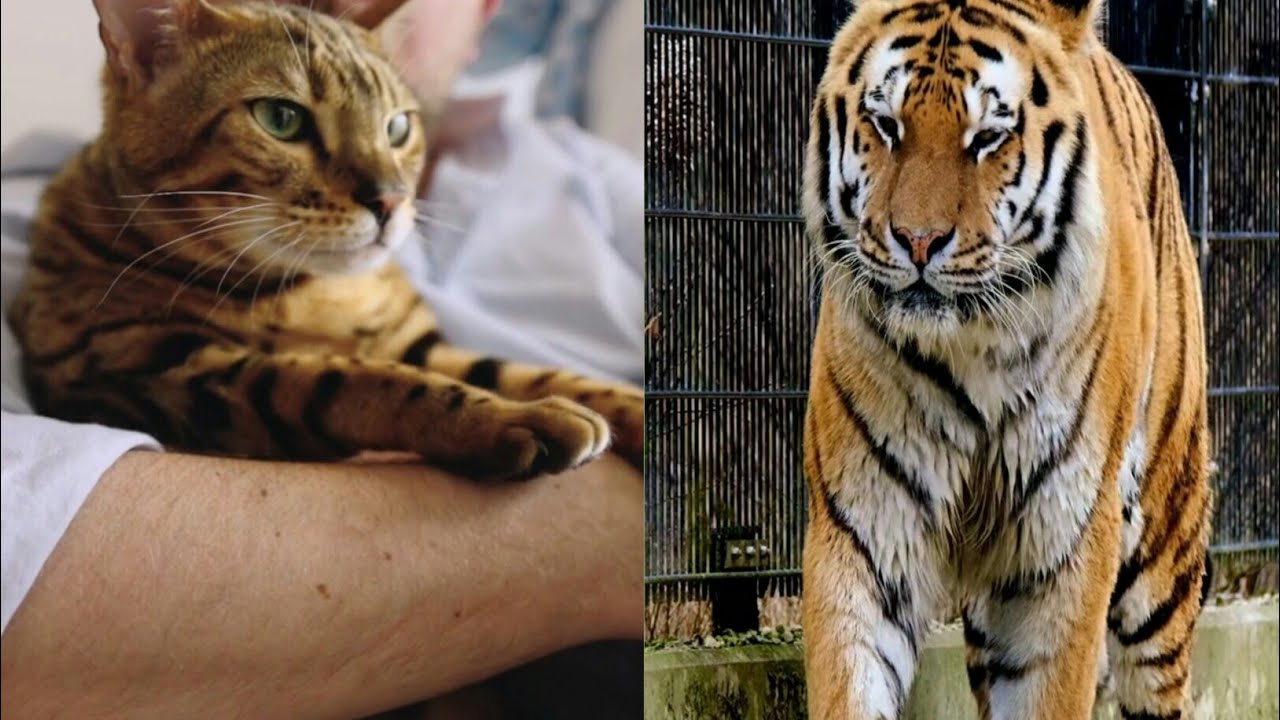 tiger,v/s,cat, cute animal, angry animal, video,