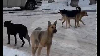 Собаки покусали ребенка Собаки покусали ребенка