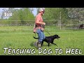 Teaching a Dog to Heel: Stop Pulling on Lead