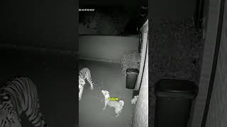 What If a Tiger Appeared in Your Backyard?