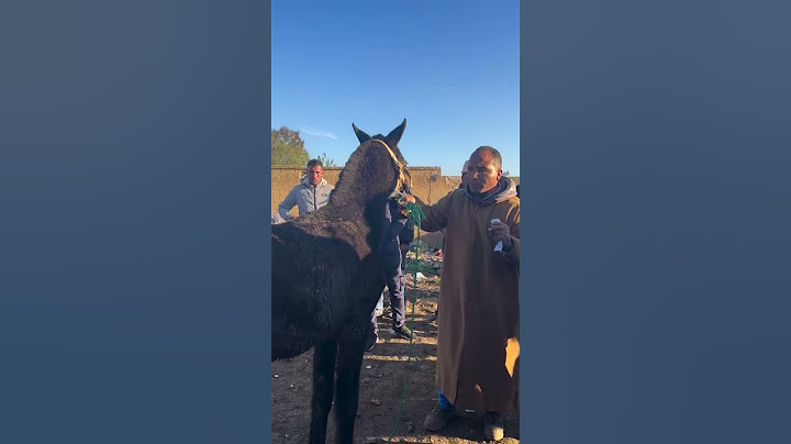 #horse #algerie #edm #اكسبلور #travel #music #دويتو #funny #خيل
