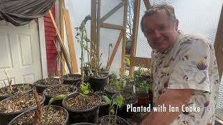 Update on recent perennial divisions - easy plant propagation