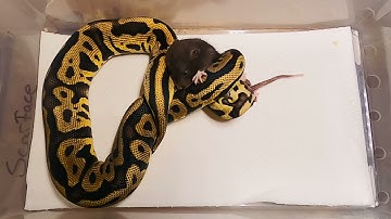 WARNING GOPRO HERO 8 LIVE FEEDING BALLPYTHON VS RAT