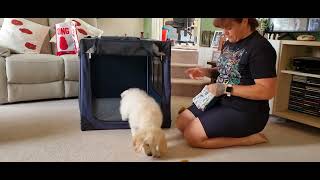 Golden Retriever puppy, Kiri, and her first crate training session