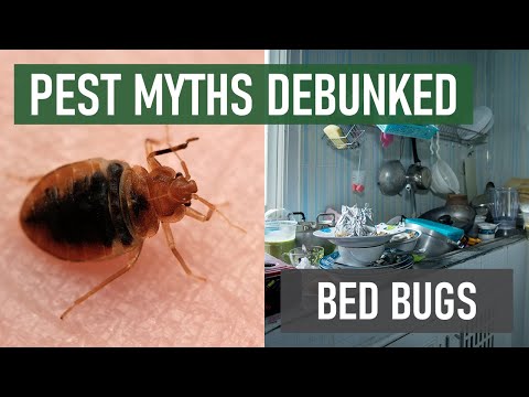 Prepare Yourself to Fight Bed Bugs With These 3 Facts Everyone Should Know [Bed Bug Myths Debunked]