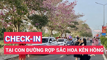 Người dân miền Tây rủ nhau check-in tại con đường rợp sắc hoa kèn hồng