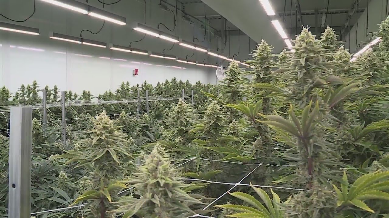 CannaFest cannabis trade show coming to Virginia Beach in September