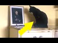 Schwarze Katze starrt stundenlang auf Foto des Sohnes, dann findet sie heraus warum...
