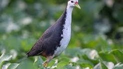 Suara Mp3 Burung Ruak Ruak Untuk Pikat  - Durasi: 44:01. 