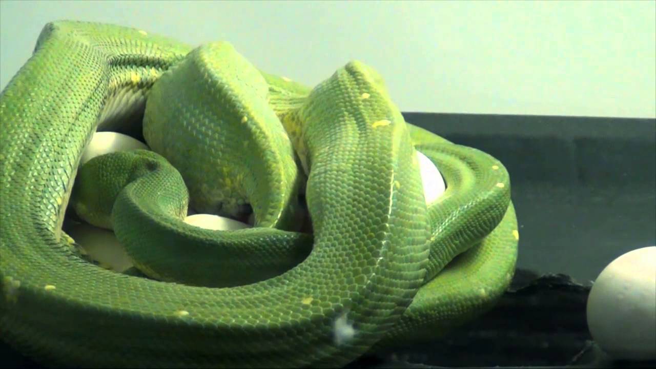 Green Tree Python Morelia Viridis Laying Eggs Youtube