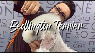 Online Video Course Bedlington Terrier