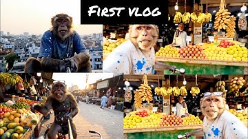 Mr Monkey first vlog /// ai generated