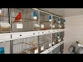 Redfactor Canary Breeding Season 2022 (video 14)