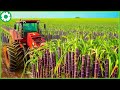 How Farmers Harvest 1.9 Billion Tons of Sugarcane by Machine | Agriculture Technology - The Engine