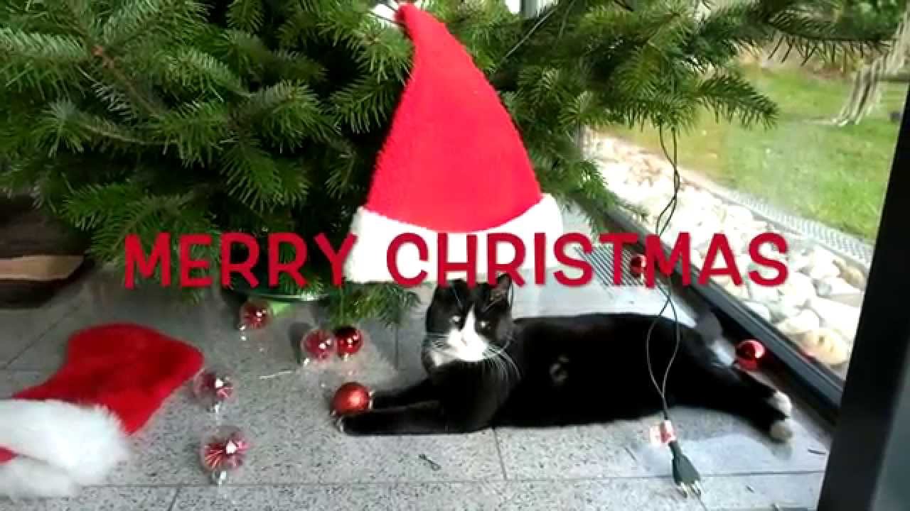 Jingle meowing JINGLE BELLS-CAT SINGS JINGLE BELLS (weihnachtsspecial) - YouTube