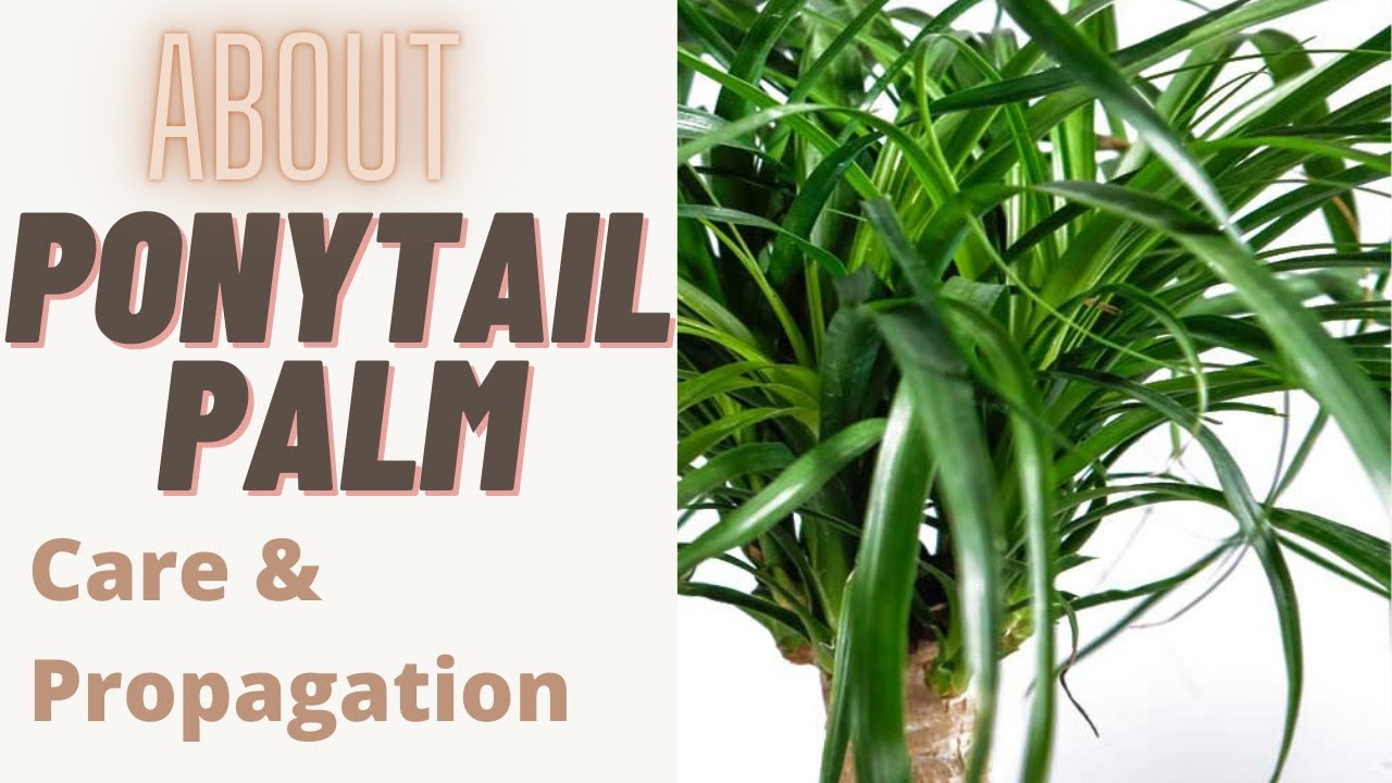 The Ponytail Palm Care | Palm Tree #ponytail 