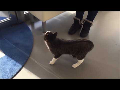 ネッシンで歩けるようになった下半身麻痺の猫