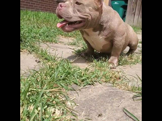 Difference Between A Pocket And A Micro American Bully Youtube