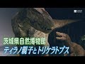 リアルな動きや鳴き声が大迫力の恐竜ロボット　茨城県自然博物館