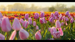 Holland Ridge Farms U-Pick Tulips 2021 Recap