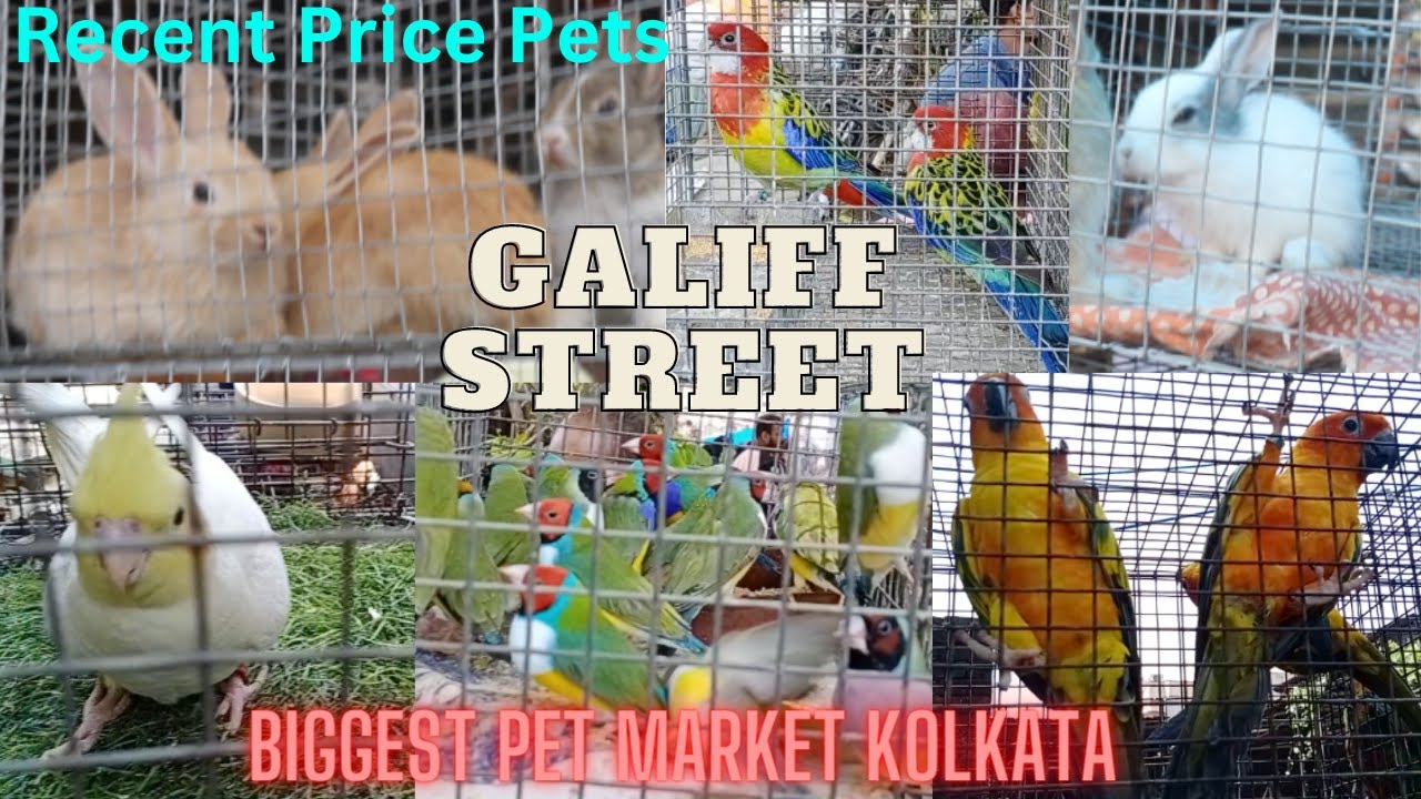 Galiff Street Pet Market Kolkata Recent week Birds and Rabbits Price