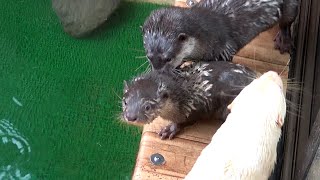 カワウソ赤ちゃんリロのプールデビュー　Baby otter Lilo's debut in the pool【baby otter】 by カワウソ-Otter channel 2,903 views 2 years ago 3 minutes, 15 seconds